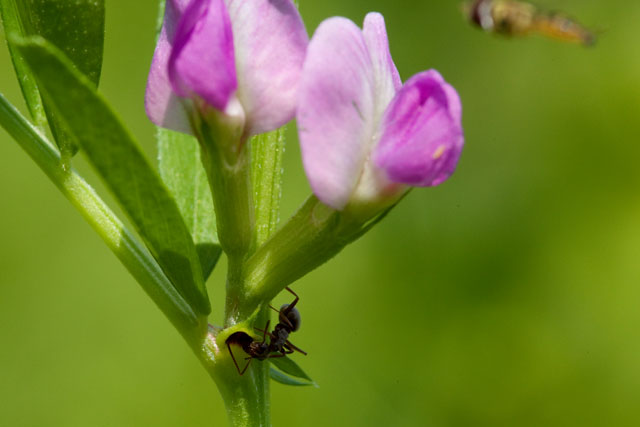 Vicia angustiflia extrafloral nectary