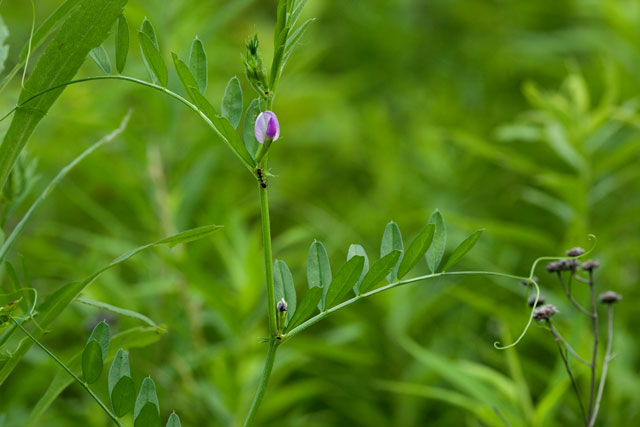 narrow-leavd vetch