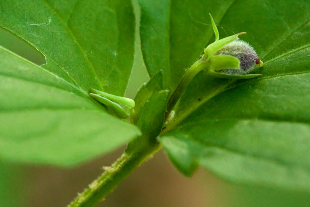 cleistogamous flower and fruit