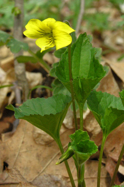 downy yellow violet