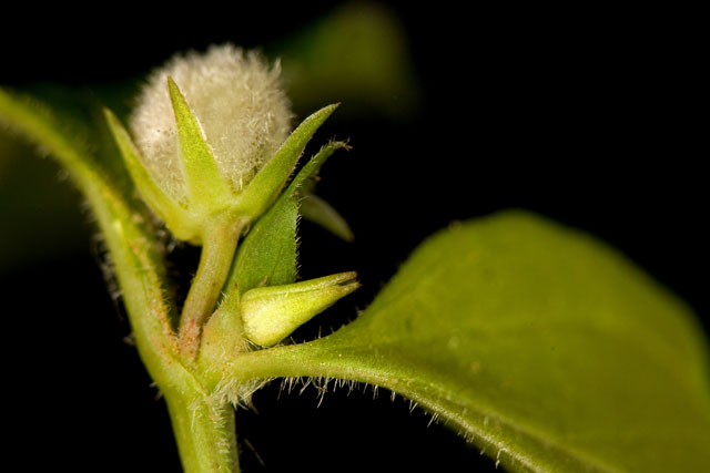 cleistogamous violet flower and fruit