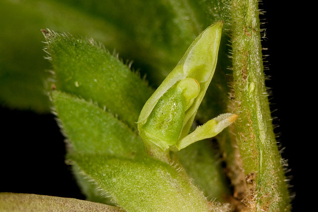 cleistogamous violet flower