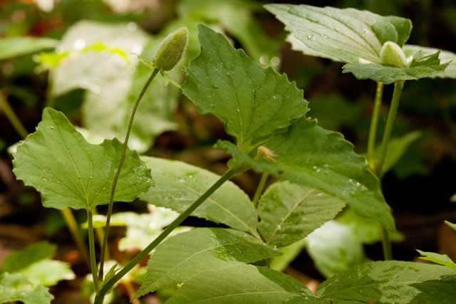 downy violet fruits