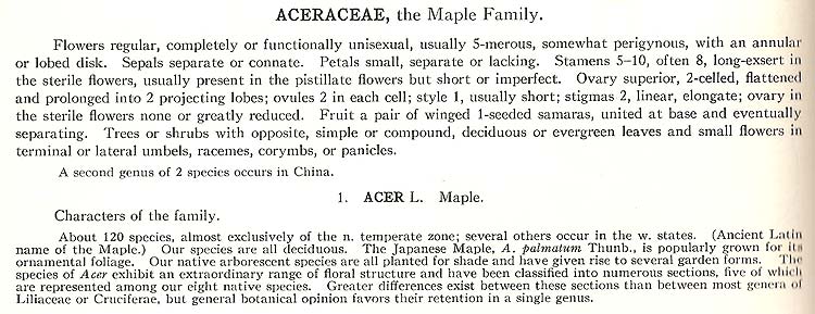 maple description in Britton and Brown