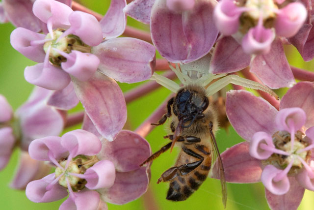 crab spider