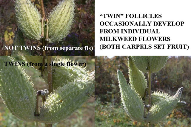 milkweed fruits