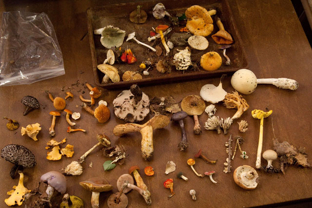 various fungi including Stobilomyces floccopus