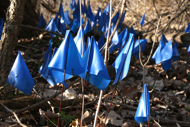 blue flags