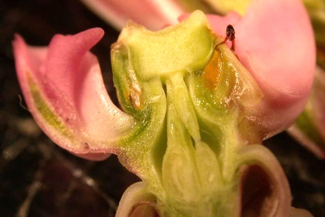 milkweed stigma