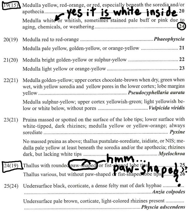 Macrolichen ley p3