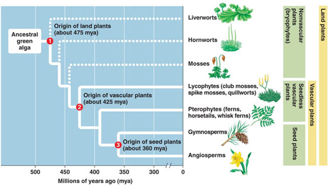 plantkingdom