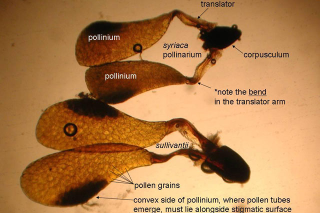 milkweed pollinaria
