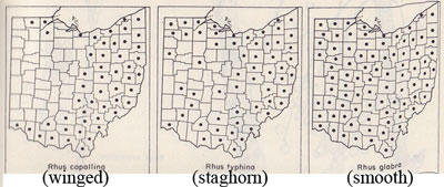 sumac distribution in Ohio