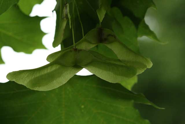 Norway maple fruits