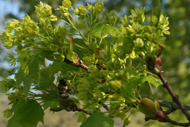 bee visits Norway maple