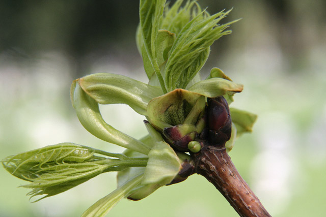 Norway maple emerging