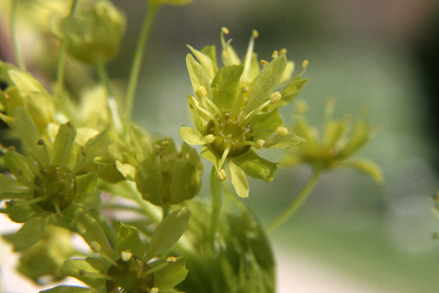 Norway maple flowering branch