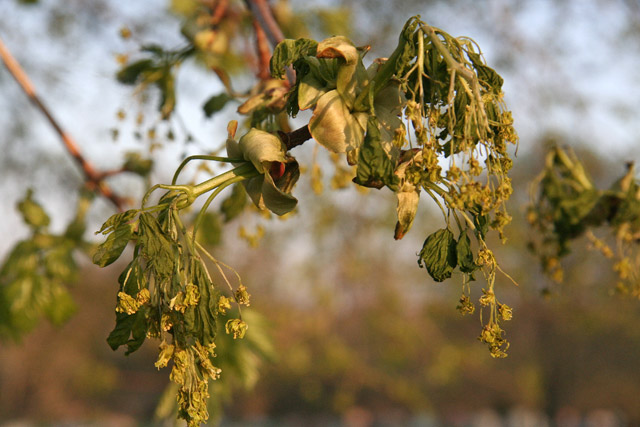 Norway maple APRIL 10, 2007