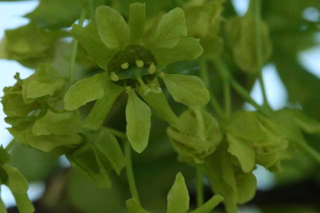 Norway maple staminate