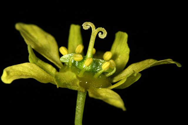 Norway maple pistillate