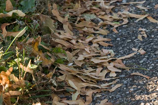 Norway maple samaras on road