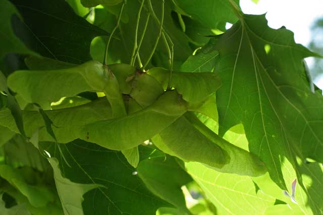 Norway maple samaras