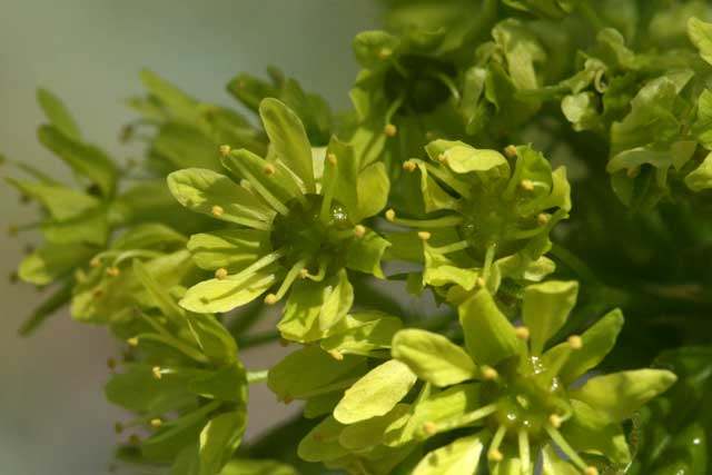 Norway maple staminate flowers