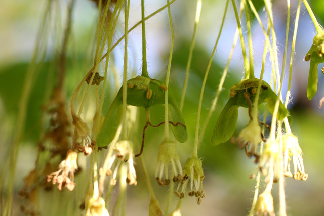 sugar maple young fruits