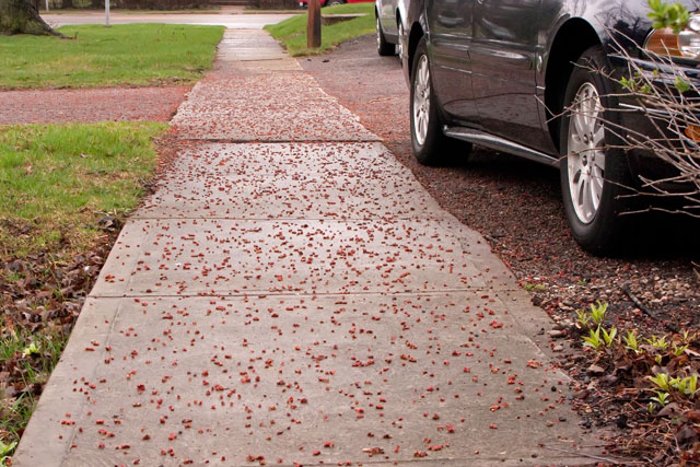 silver maple sidewalk