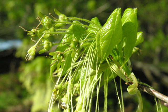 sugar maple flowers