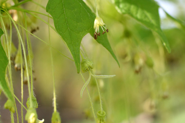 sugar maple flowers