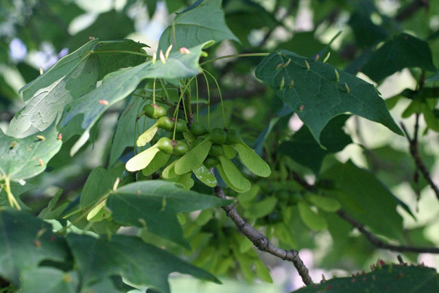 sugar maple fruits