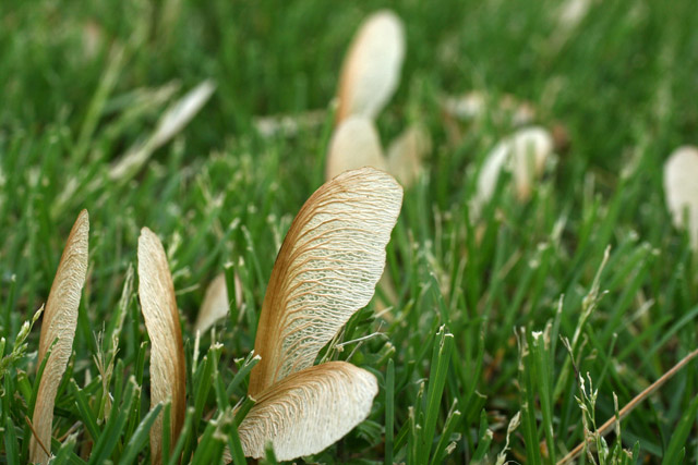 samara s in the grass