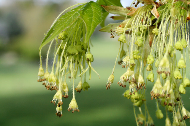 Norway maple emerging