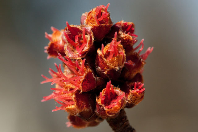 silver maple pistillate cluster