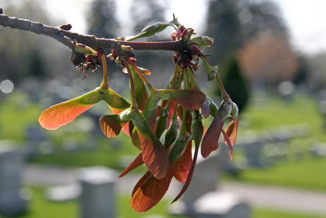 silver maple young fruits