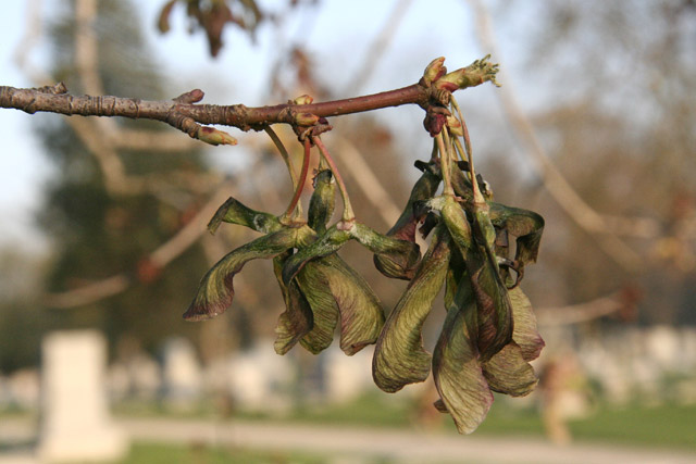 silver maple fruits after the frost