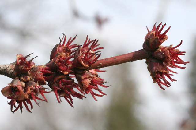 silver maple flowers