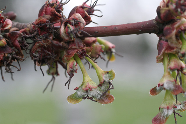 silver maple flowers