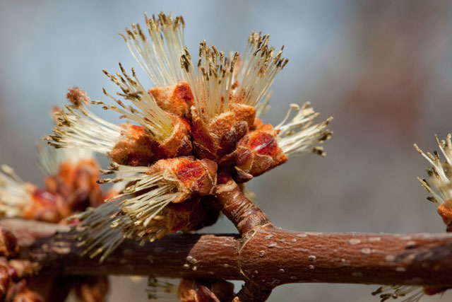 silver maple staminate cluster