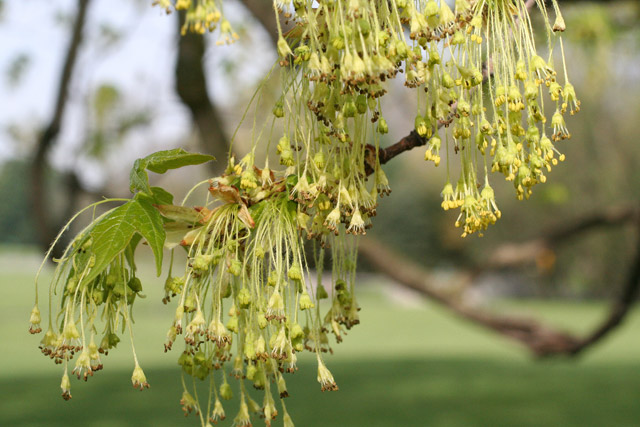 sugar maple flowers