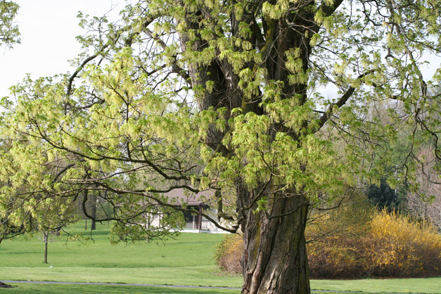 sugar maple