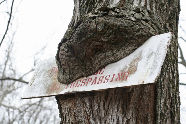 sugar maple eating sign