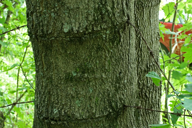 sugar maple eating a fence