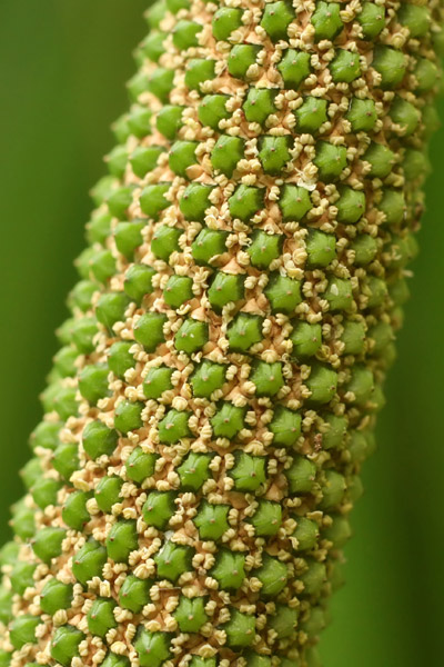 sweetflag flowers