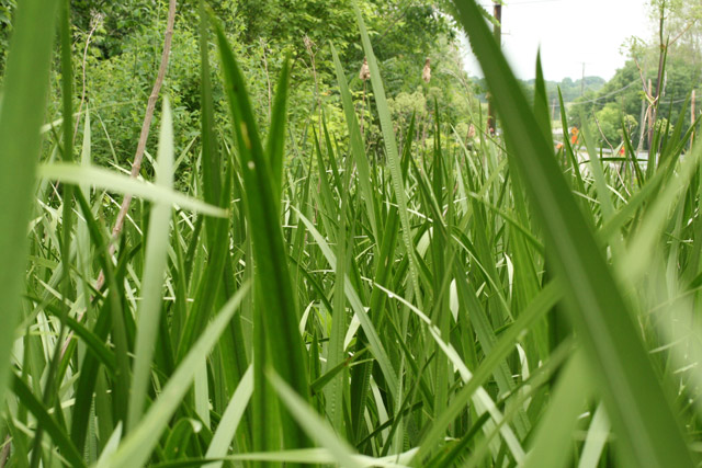 sweetflag and cat-tail