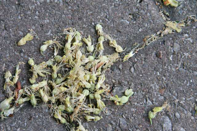 buckeye flowers on the ground