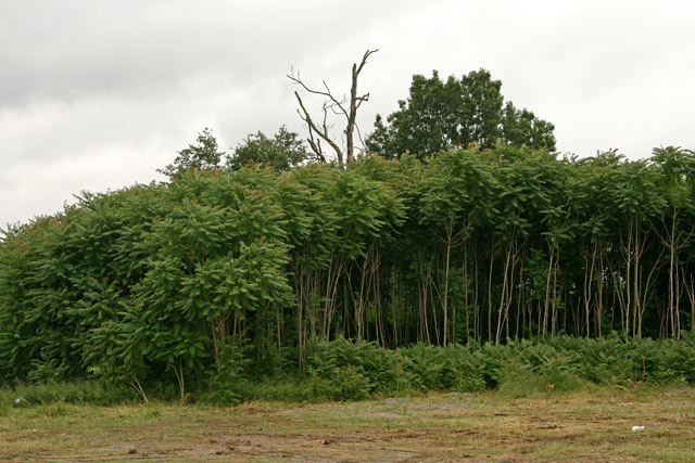 tree-of-heaven