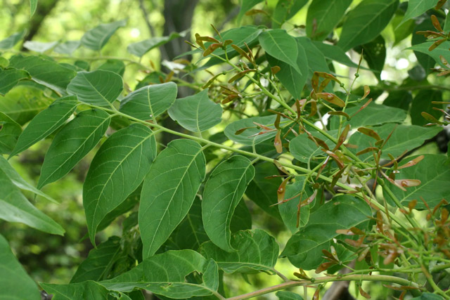 Ailanthus young fruit branch