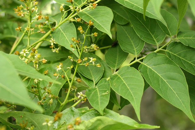 tree-of-heaven